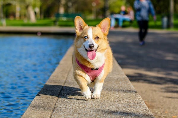 Bien choisir son assurance chien : guide pratique essentiel